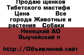 Продаю щенков Тибетского мастифа › Цена ­ 45 000 - Все города Животные и растения » Собаки   . Ненецкий АО,Выучейский п.